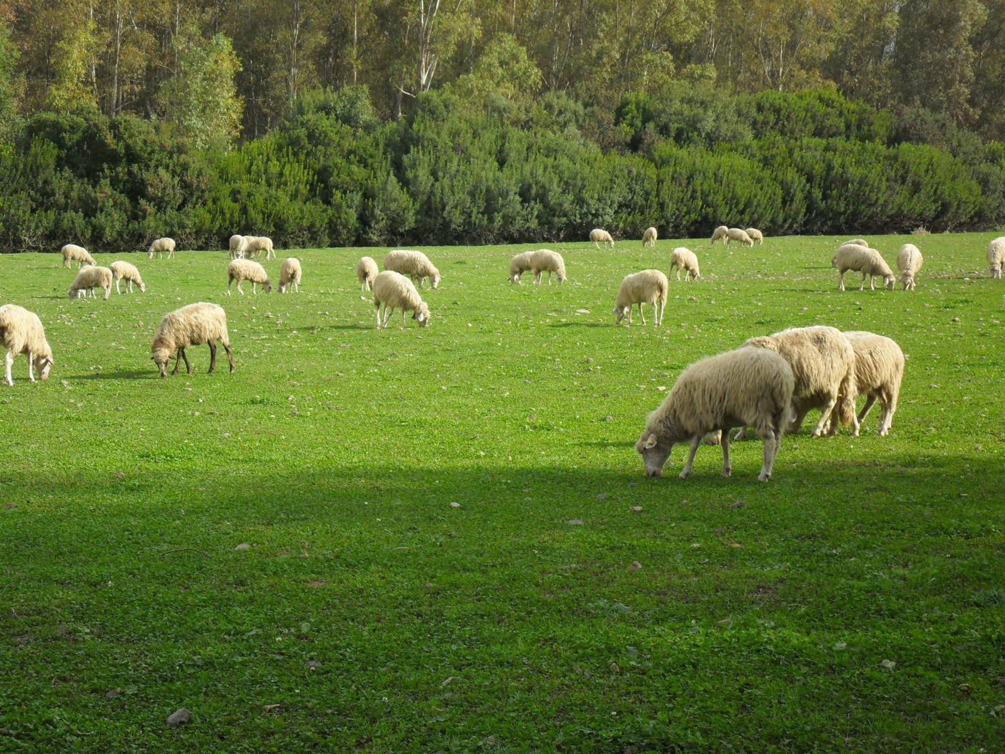 Pardu Atzei Agriturismo Casa Marmida מראה חיצוני תמונה